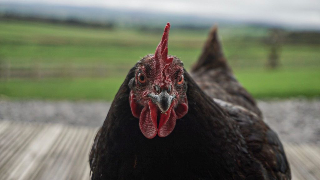 Chicken Pods Yorkshire